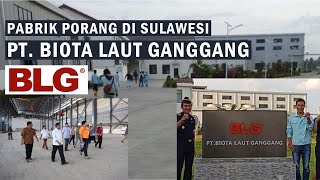 PABRIK PORANG DI SULAWESI  PT BIOTA LAUT GANGGANG  PETANI PORANG SULAWESI 2021 [upl. by Anatsirhc]