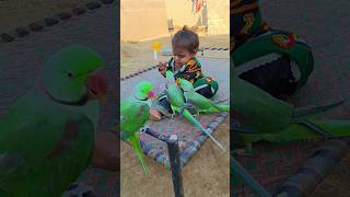 cute baby parrot cute Eliza [upl. by Teiluj752]