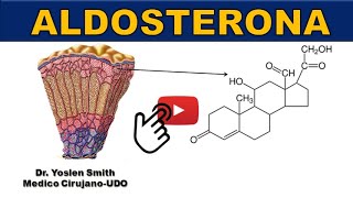 ALDOSTERONA FUNCIÓN ¡FÁCIL Y SENCILLO [upl. by Yrian]