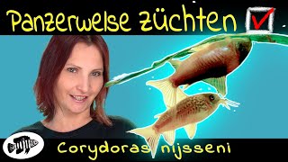 Sie tun es doch Panzerwelse laichen ab Corydoras nijsseni in der Zucht [upl. by Auburta633]