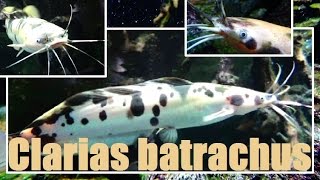 Clarias batrachus  Linnaeus 1758  Silure grenouille  Aqua Porte Dorée  062015 [upl. by Nert]