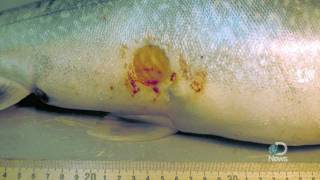 Sea Lampreys Flee Death Scent [upl. by Amble]