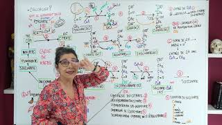 CYCLE DE KREBS dans la nutrition Fonctionnelle la synthèse du Citrate [upl. by Dusa]