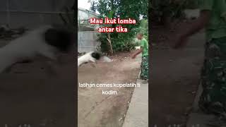 Latihan volly antartika antar tim kambing 🤣🤣 [upl. by Tildi]