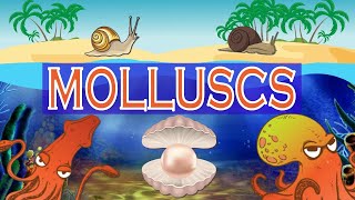 The World of Molluscs  Molluscs diversity  Mollusca Classification [upl. by Erlandson]