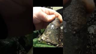 wwII luftwaffe bomb fuse found mudlarking amp metal detecting Scotland river clyde garret ace 250 [upl. by Enirehtac949]