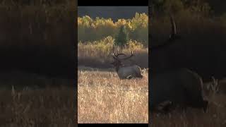 Elk Country Is Gods Country elk Elch wildlife [upl. by Adnor]