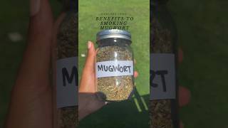 🌿 Benefits to smoking mugwort [upl. by Konstance]