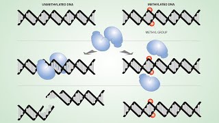 DNALC Short Introduction to DNA Methylation [upl. by Behrens]