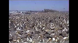 Voëleiland  Lambertsbaai  Bird Island  Lamberts Bay  1998 [upl. by Dagall]