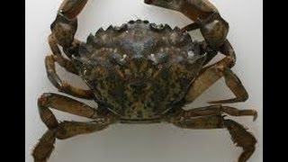 HOW TO BAIT A GREEN CRAB FOR BLACKFISH [upl. by Annayrb]