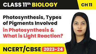 Photosynthesis Types of Pigments Involved in Photosynthesis amp What is Light Reaction  Class 11 [upl. by Ordnael]