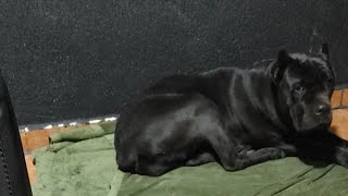 Katana Cane Corso está ao vivo [upl. by Silyhp]