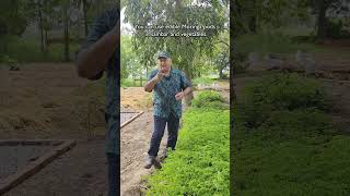 Are all Moringa plants edible [upl. by Ymrej]