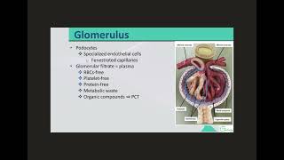 Nephron Renal Corpuscle to PCT [upl. by Nimesay]