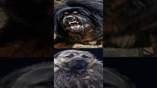 TIBETAN MASTIFF VS TURKISH KANGALBULLDOGPITBULLDOGO ARGENTINO [upl. by Niknar]