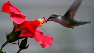 Hummingbird eating from a flower [upl. by Adnyl404]