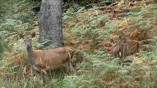 Hirsch tot  Rotwildjagd im Oktober nach der Brunft  Hirschabschuss  jagenNRW [upl. by Solon]