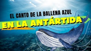 El canto de la Ballena Azul [upl. by Danie]