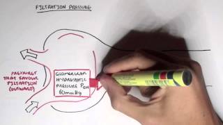 Nephrology  Glomerular Filtration [upl. by Karissa]