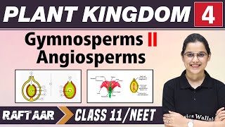 Plant and Kingdom 04  Gymnosperms l Angiosperms  Class 11NEET  RAFTAAR [upl. by Aisauqal]