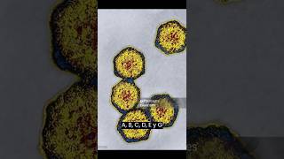 Virus de HEPATITIS laboratorioclinico virus [upl. by Wicks]