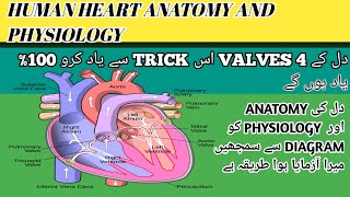 heart anatomy and physiology  4 chambers of the heart and their functionOperationtheaterlf3ok [upl. by Colpin]