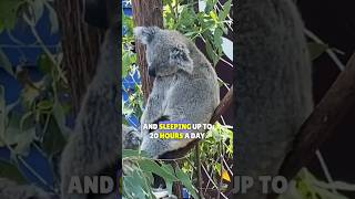 This Is Why The KOALA Is The DUMBEST Animal🐨 shorts shortsfeed [upl. by Dnanidref604]