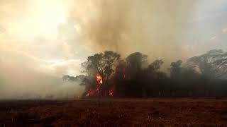 Fires in Brazil wetlands surge as drought looms  REUTERS [upl. by Cari]