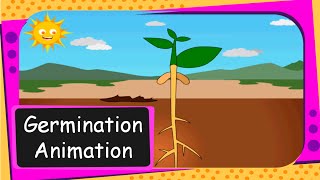 Science  Seed Germination Animation From seed to plant  English [upl. by Aicirtam]