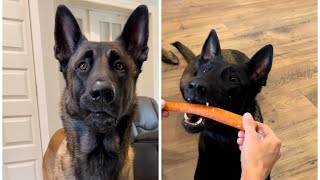 Dog Crockpot Meal And Leftovers smartdog belgianmalinois dog [upl. by Lavinie]