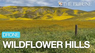 See Aerial Video Of WildflowerCovered Hills Near The Carrizo Plain In 2023 [upl. by Lasko796]