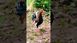 WHY DO ROOSTERS FLAP THEIR WINGS   cockerel rooster [upl. by Telracs]