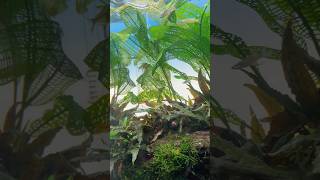 Aponogeton madagascariensis aka Madagascar lace plant Aqurium ada india shorts shortsvideo [upl. by Ym]