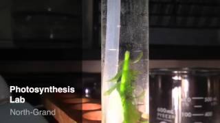 Photosynthesis Lab  Elodea O2 Bubbles [upl. by Saidel]