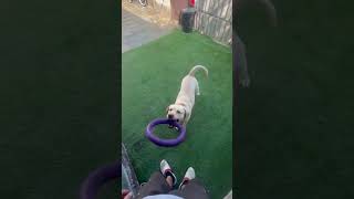 Cirilla labrador fanny video puppydogandpuppy cute petsvloganimalsinmyhousemeetmypets labrador [upl. by Lenoj]