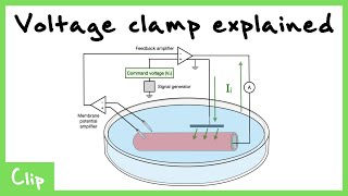 Voltage Clamp Explained Tetrodotoxin And Tetraethylammonium  Clip [upl. by Mcintyre]