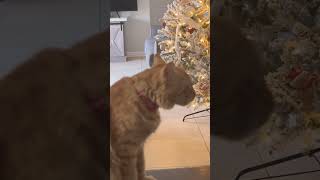 Already took half the decor from the Xmas 🌲🥲 dramatic cat fy catlover shorts viralvideo fyp [upl. by Niarb]