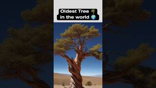 Worlds Oldest Living Tree  facts shorts [upl. by Reta]