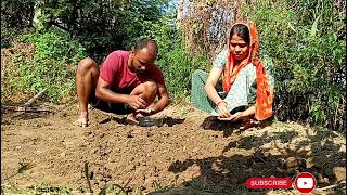 Desi Farming  Agriculture Life Farming style ghar ki angon me kheti agriculture farming [upl. by Richter]