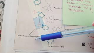 GeneticsDNA structure  Biochemistry Lecture 1 [upl. by Vijar]