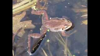 Calling Male Wood Frog [upl. by Relyhcs]