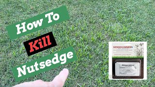 Nutsedge Killer  SedgeHammer  Herbicide Weed Control [upl. by Noved]