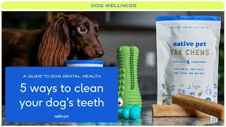 How to Clean Dog Teeth without Brushing [upl. by Yeldahc]