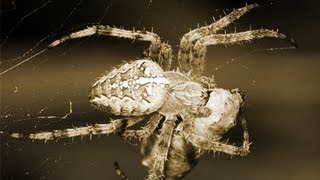 GartenKreuzspinne Araneus diadematus in Action [upl. by Aneeuqal]