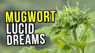 The Best Lucid Dreaming Herb MUGWORT Benefits REVIEW And Warnings [upl. by Atinrehs]