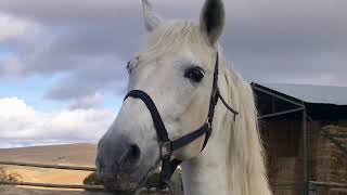 Eschbach Horsemanship Rancho los Angeles Malaga [upl. by Alithea]