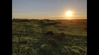 Midewin National Tallgrass Prairie  Bison 4K DJI Mavic Air 2 [upl. by Acemaj625]