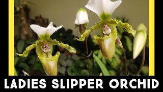 How To Grow A Paphiopedilum spicerianum Or Ladies Slipper Orchid  Nandanam Exotics [upl. by Ahsiad]