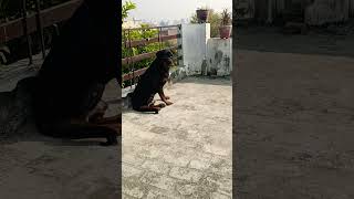 Hamare dog ko like subscribe karo follow bhi karo Punjabi gane 🐶🐶🐕🐕🐕🐶 [upl. by Nyllij]